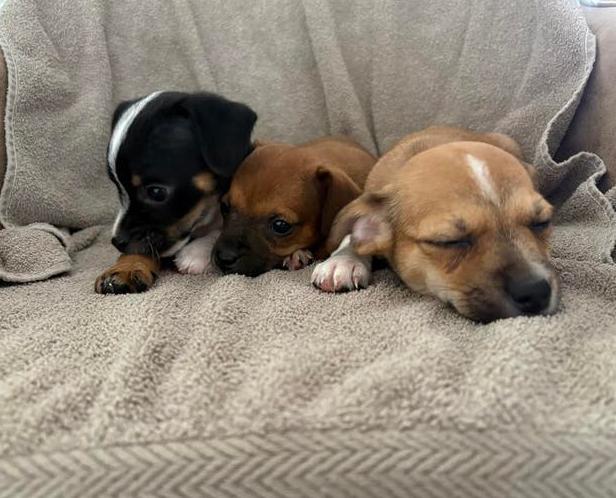 Leuke en lieve pups, 8 tot 15 weken, Parvo, Meerdere dieren, Eén hond