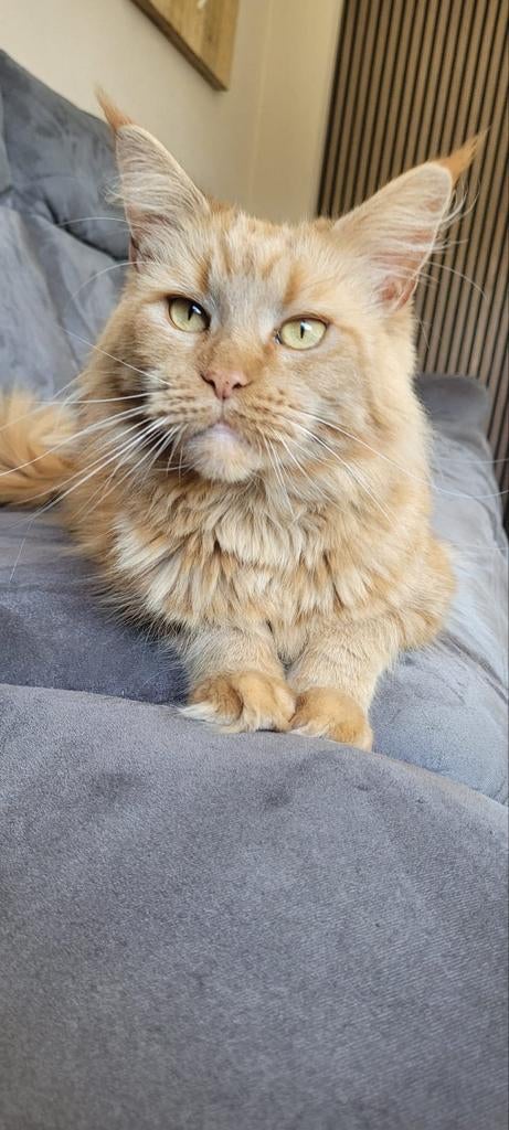 Lieve Maine Coon dame, Poes, Met stamboom, 6 jaar of ouder