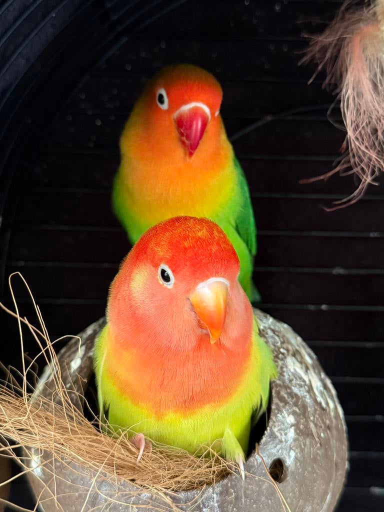 Agaponis koppel (niet tam), Meerdere dieren, Dwergpapegaai of Agapornis, Tam