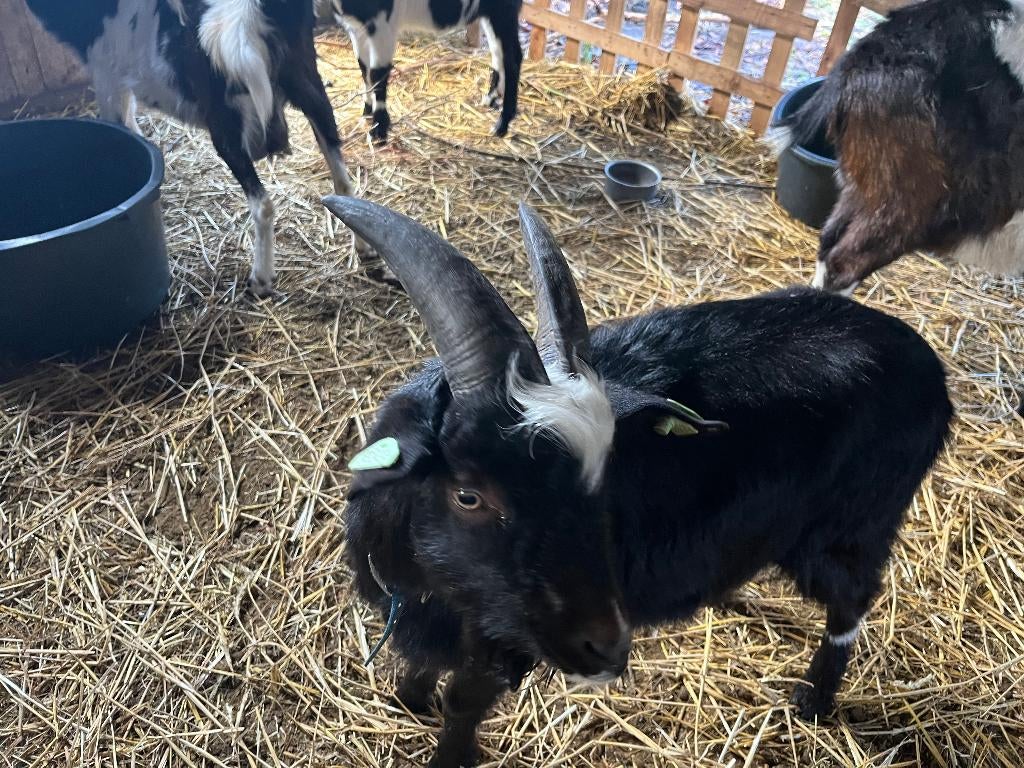 bonte bok, Mannelijk, Geit, 0 tot 2 jaar