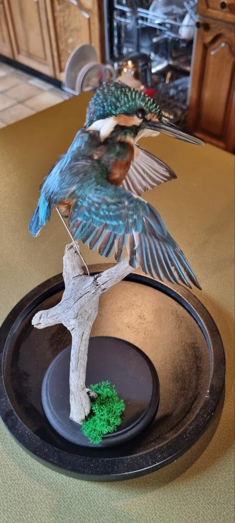 Opgezette ijsvogel in glazen stolp, Ophalen of Verzenden