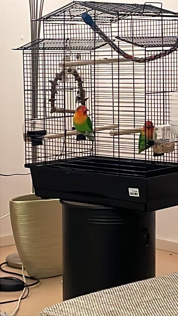 2 jonge fisheri papegaaien met nieuwe kooi te koop!!, Meerdere dieren, Parkiet, Tam