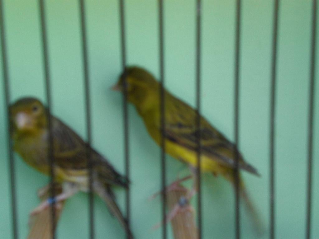 raza espagnola.s, Meerdere dieren, Zangkanarie