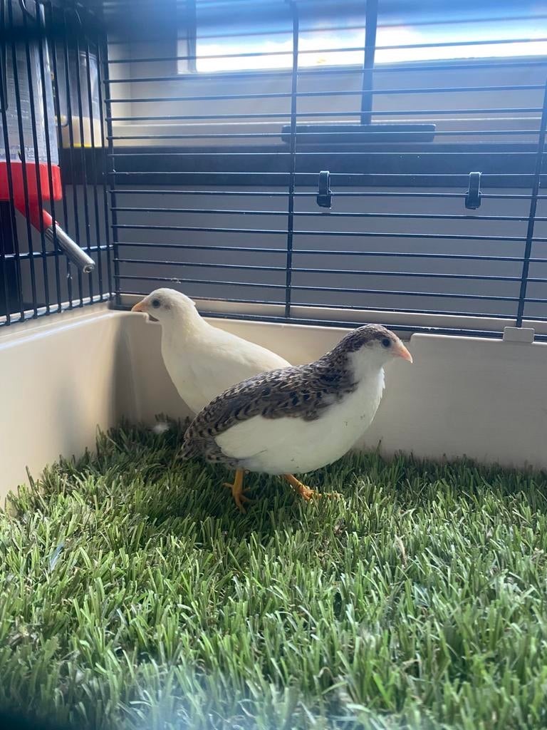 Koppeltje chinese dwergkwartels buitenvoliere natuurbroed., Dieren en Toebehoren