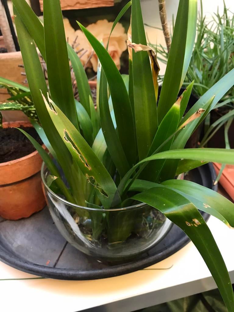 Neomarica gracilis, apostel iris., Tuin en Terras, Planten | Bomen, In pot, Halfschaduw, Minder dan 100 cm, Zomer