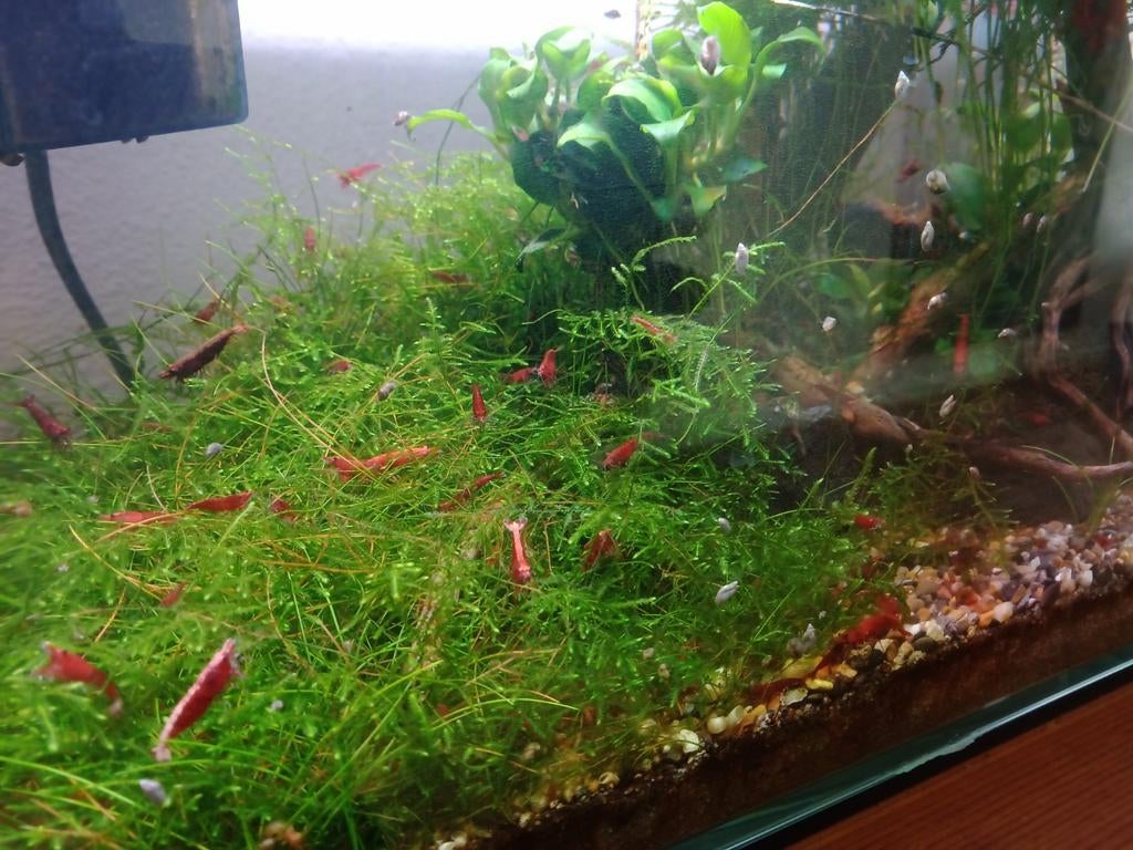 Vuurgarnalen, Dieren en Toebehoren, Vissen | Aquariumvissen, Kreeft, Krab of Garnaal