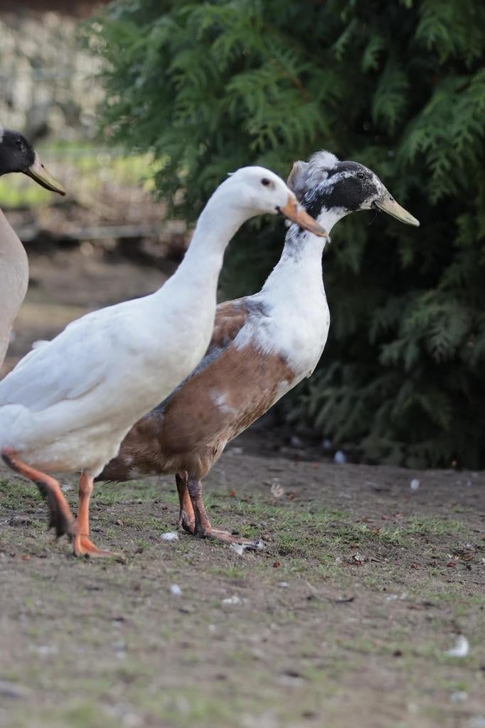 Loopeenden broedeieren met kans op kuif, Geslacht onbekend, Eend