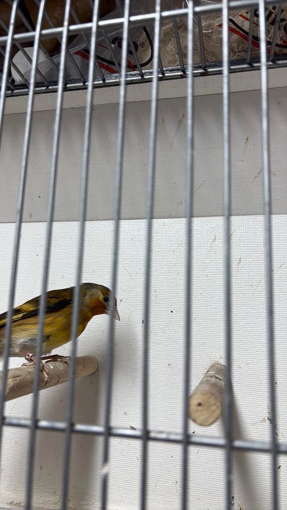 Bastaard putters, Mannelijk, Wildzangvogel, Geringd