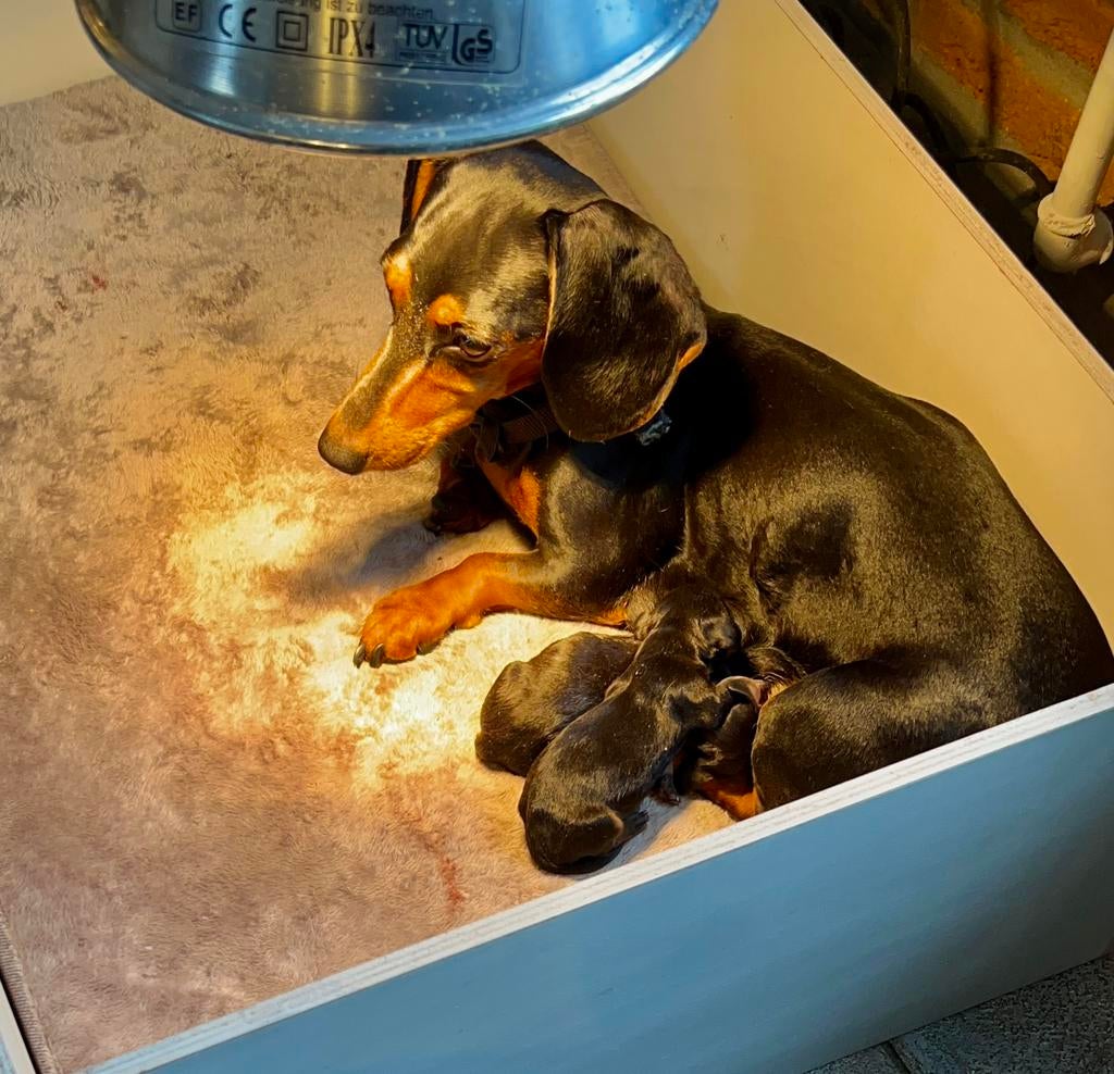 Teckel Pups Kaninchen, Dieren en Toebehoren, Kaninchen, Parvo, 8 tot 15 weken, Korthaar