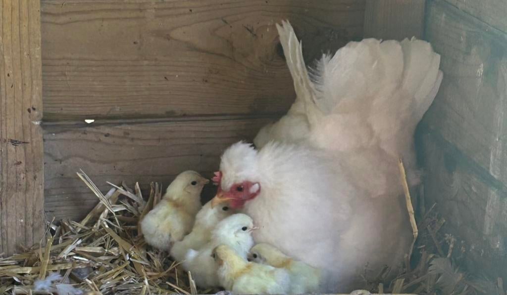 Broedeieren Chabo kriel, Dieren en Toebehoren, Geslacht onbekend