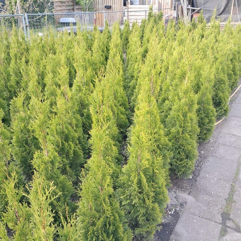 Thuja planten, Ophalen of Verzenden, Bloeit niet, Overige soorten, Volle zon