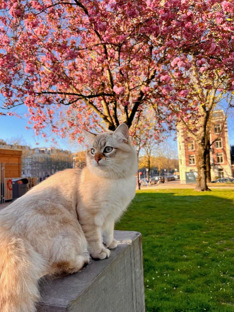 Siberian Neva Masquarade dekatter (he is NOT for SALE), Dieren en Toebehoren, Kater
