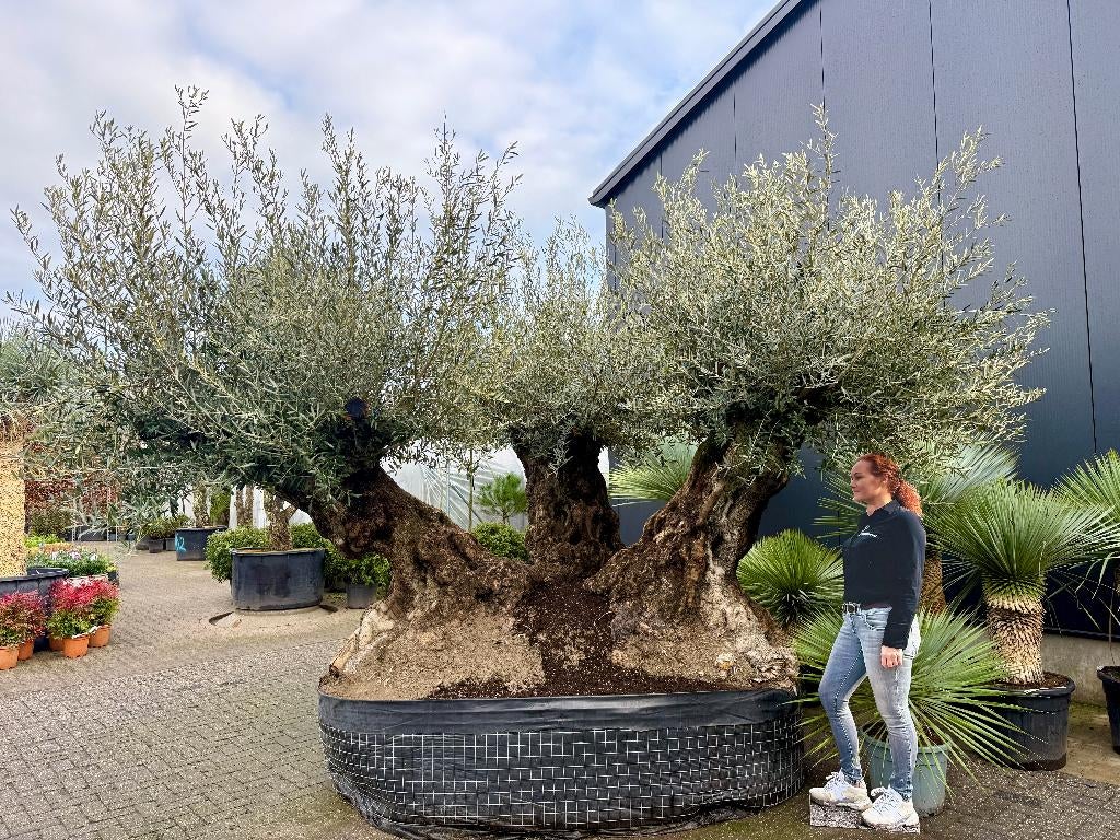 Mega bonsai olijfboom triple stam, 140/160 stamomtrek.