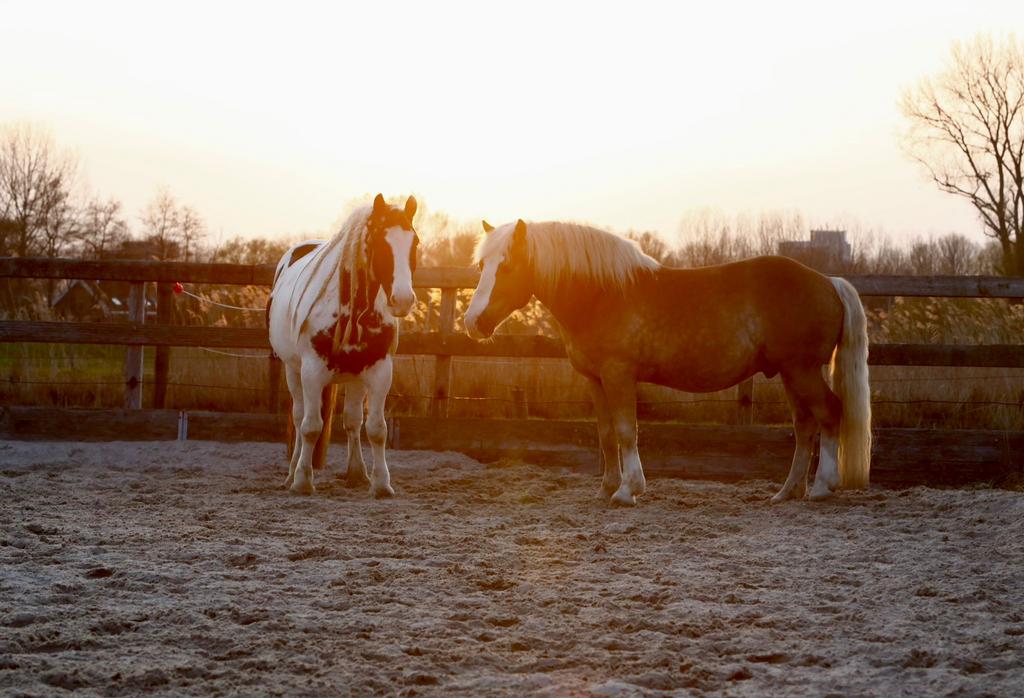 Paardenbox(en) beschikbaar, Dieren en Toebehoren, Stalling en Weidegang
