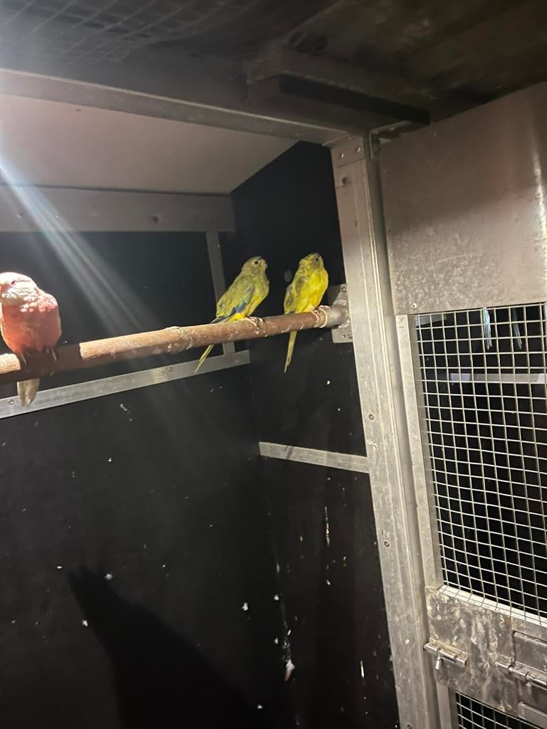 Elegant bont, Mannelijk, Parkiet, Geringd