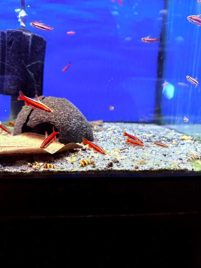 Nannostomus morthenthaleri