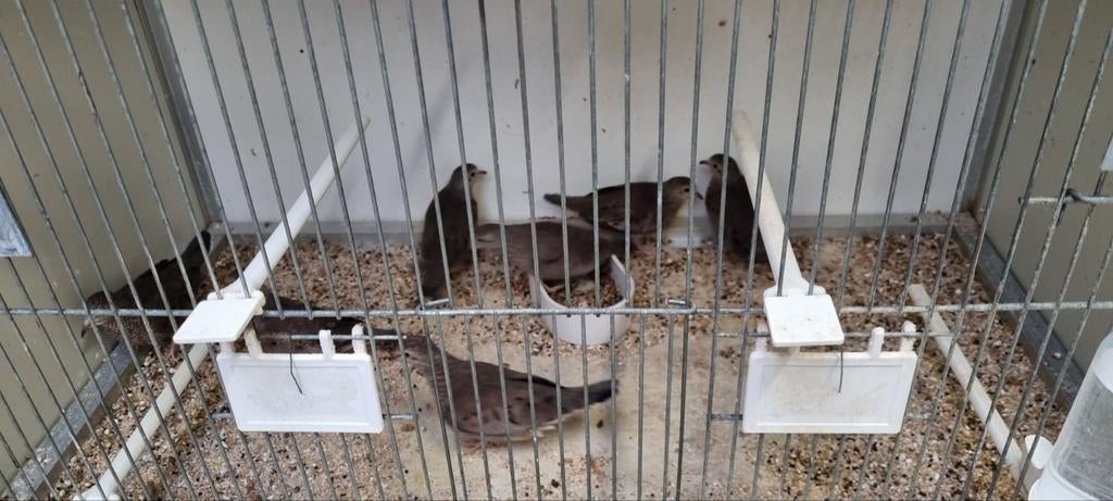 Musduifjes, Meerdere dieren