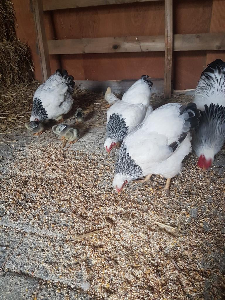 Broedeieren Wyandotte Columbia kriel, Dieren en Toebehoren, Geslacht onbekend, Kip
