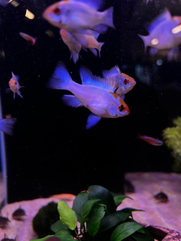 Electric bleu Ramirezi’s, Vis, Zoetwatervis, Schoolvis