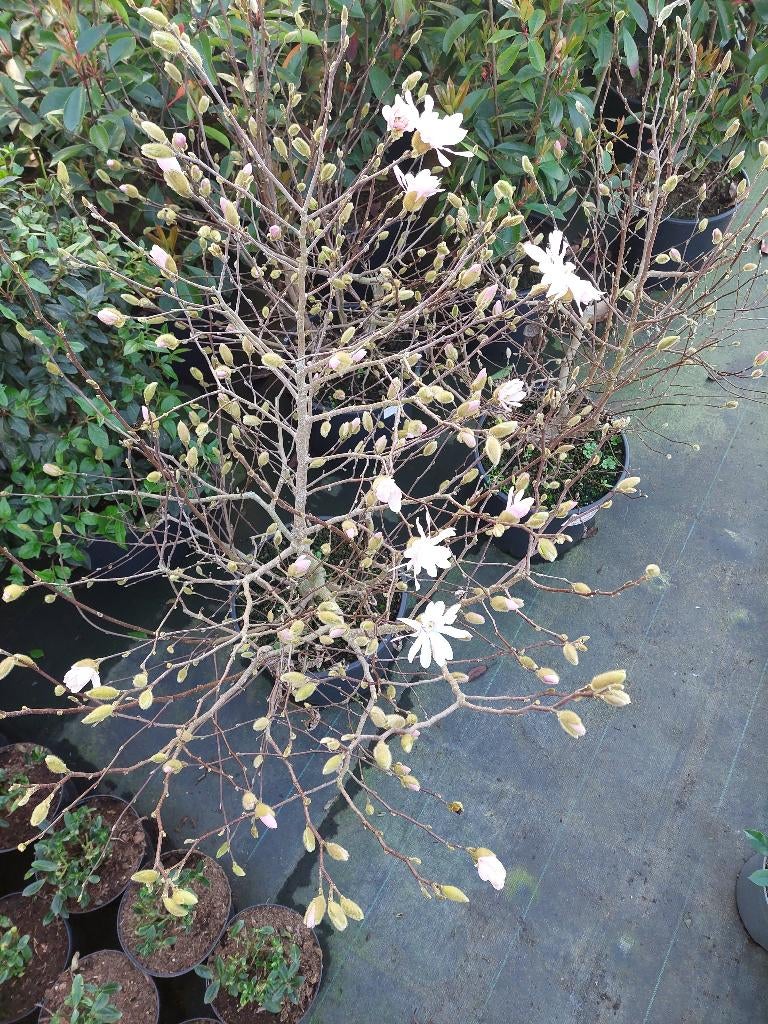 Magnolia diverse soorten, Ophalen, Volle zon, Vaste plant, Siergrassen