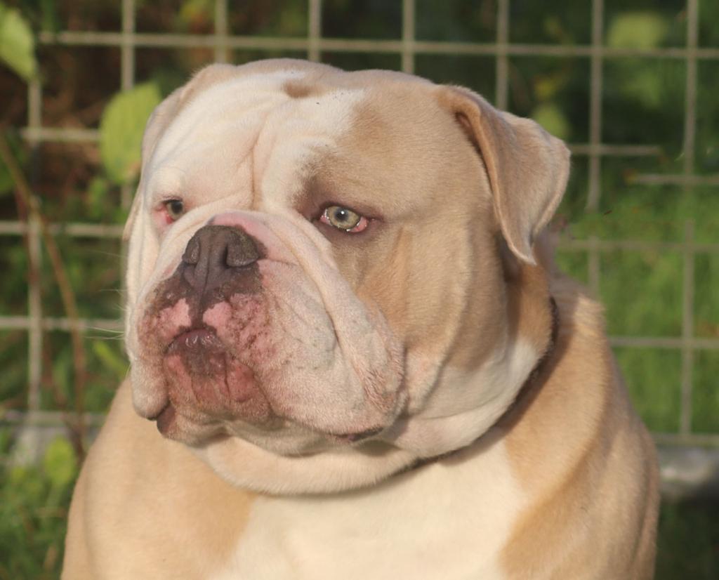 Old English Bulldog/ New English Bulldog dekreu getest !, Reu, 1 tot 2 jaar, Parvo, Bulldog