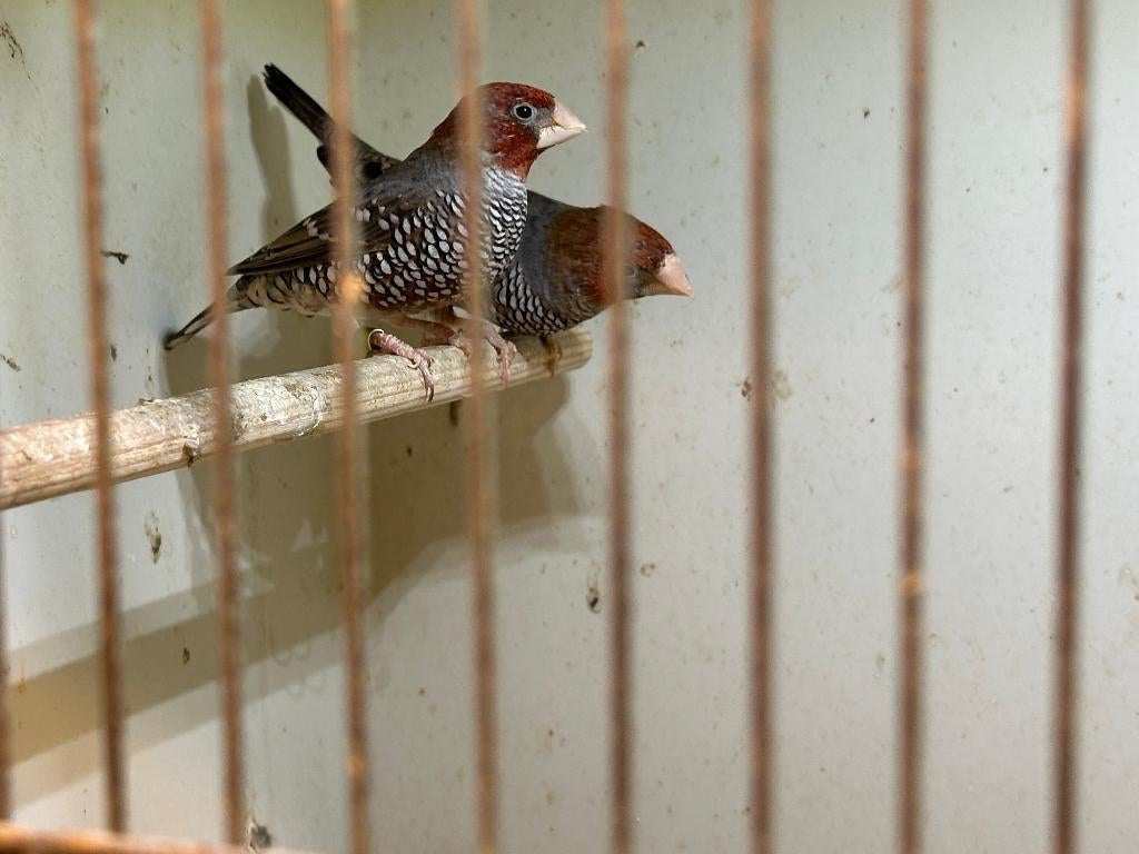 Roodkopamadine, Dieren en Toebehoren, Mannelijk, Tropenvogel