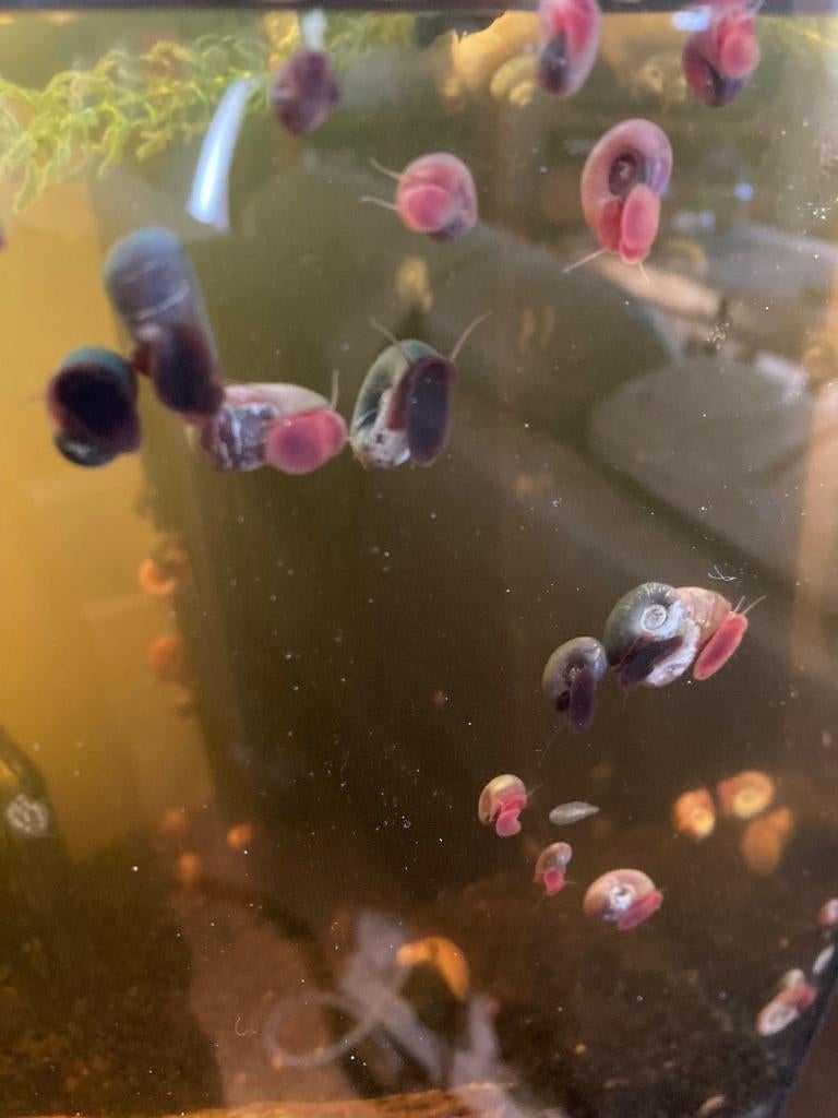 Posthoorn slakjes (alleen afhalen), Dieren en Toebehoren, Ophalen, Nieuw