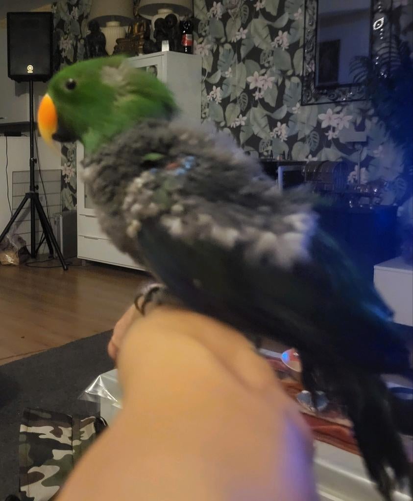 Edelman 10 jaar oud, Dieren en Toebehoren, Vogels | Parkieten en Papegaaien