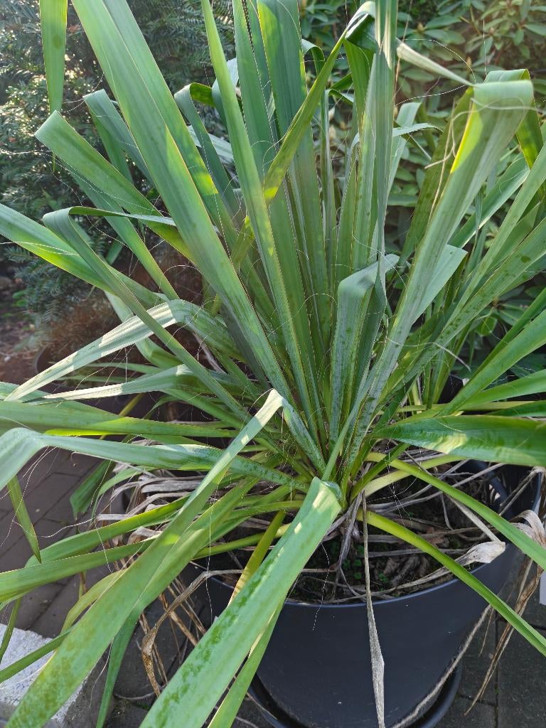 Yucca palmlelie ongeveer 50 cm hoog, Vaste plant, Halfschaduw, Zomer, Ophalen