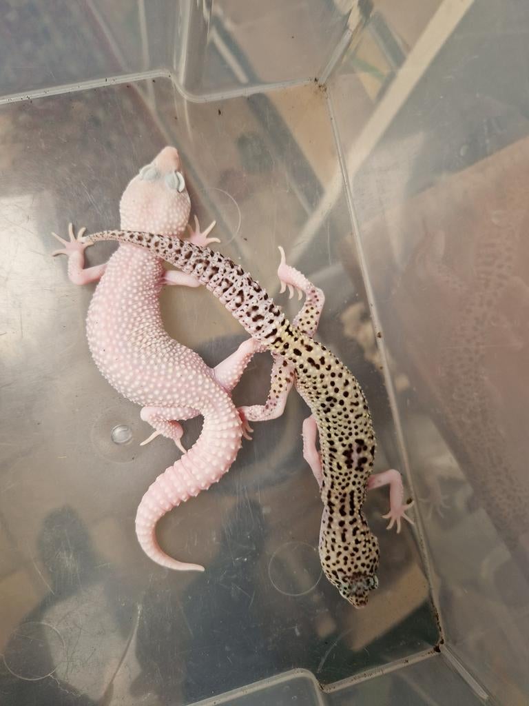 Luipaardgekko vrouwen te koop per stuk Leopard Gecko - female for sale from hofman