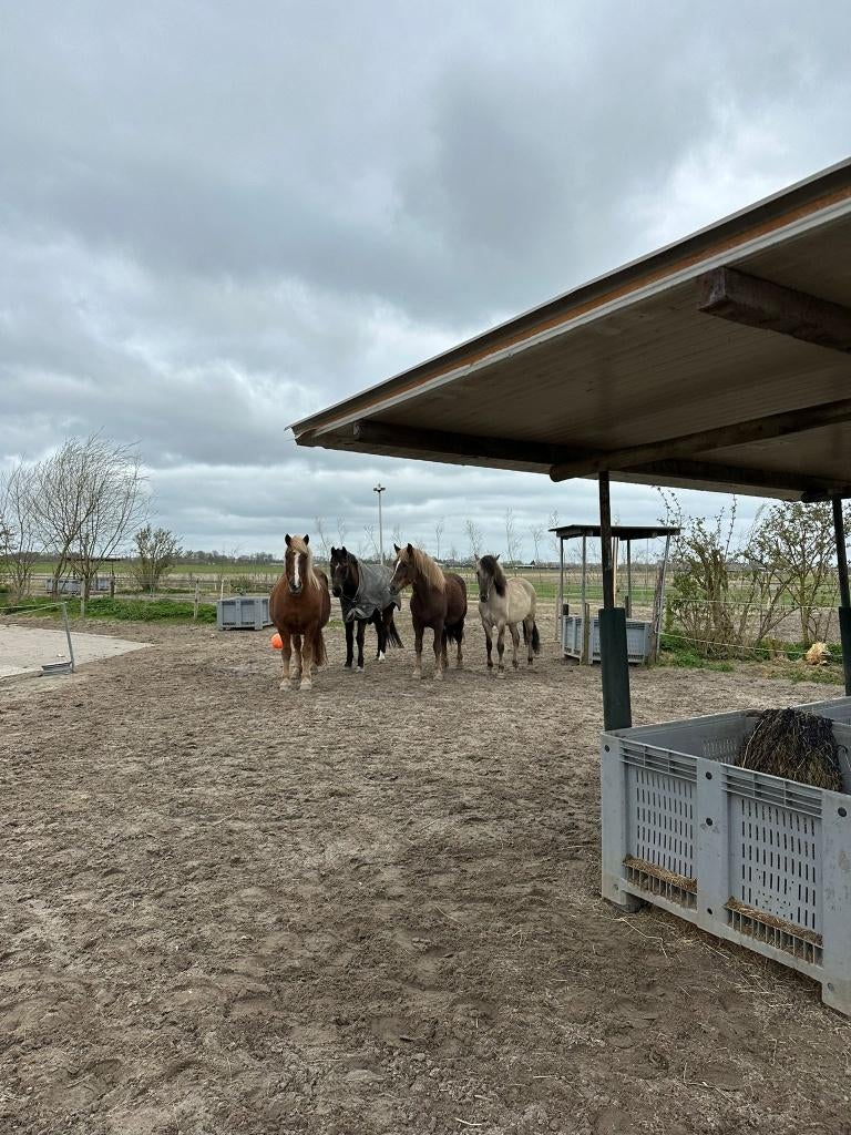 Paddock Paradise, 1 paard of pony