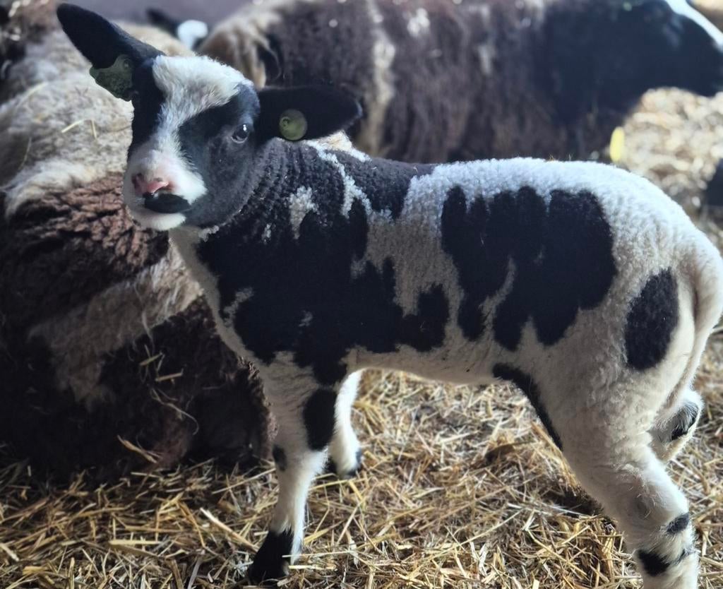Bonte ram, Dieren en Toebehoren, Schapen, Geiten en Varkens, Mannelijk, Schaap, 0 tot 2 jaar