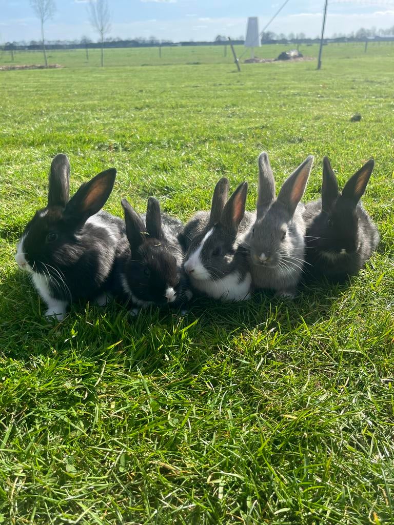 Konijnen te koop!, Dieren en Toebehoren, Konijnen, Meerdere dieren