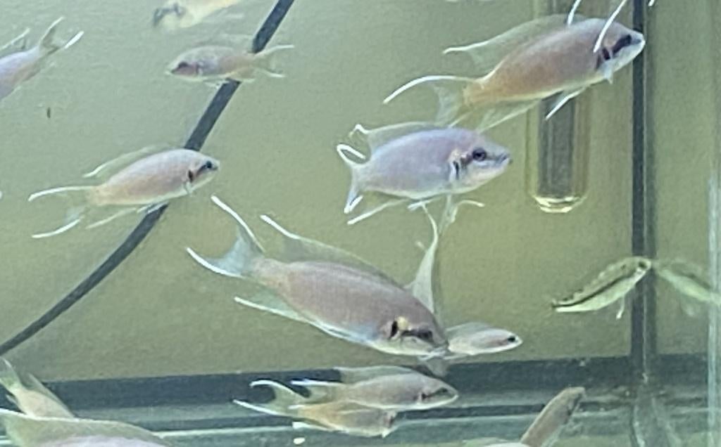 Tanganyika cichliden Neolamprologus brichardi, Vis, Zoetwatervis