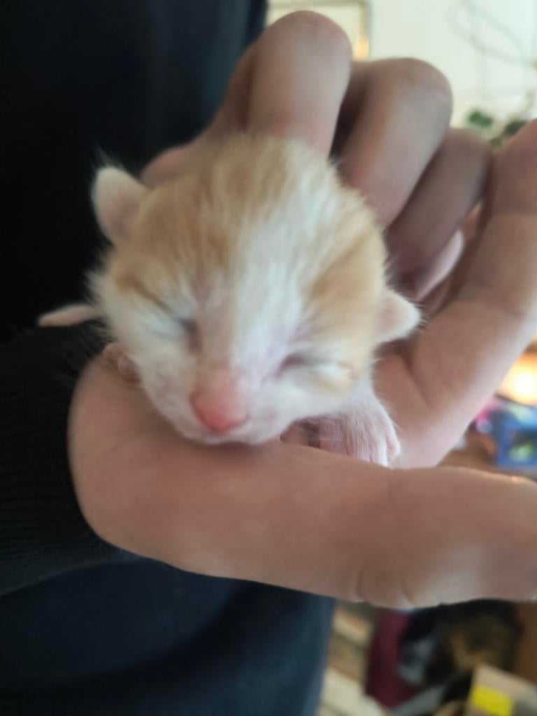 Kittens geboren! ️, Dieren en Toebehoren, Katten en Kittens | Overige Katten, Geslacht onbekend, Kortharig, 0 tot 2 jaar