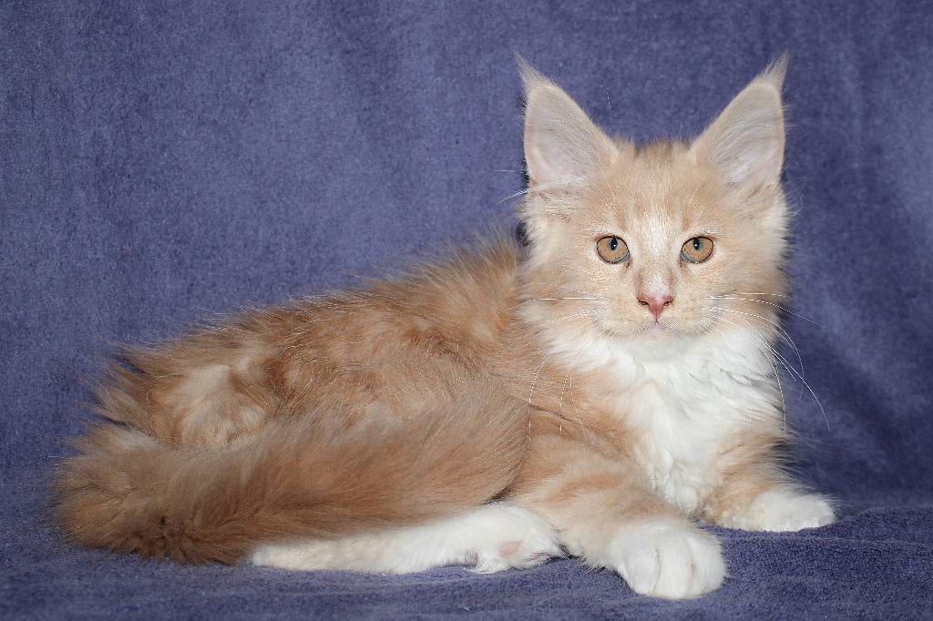 Maine Coon kittens met stamboom, Meerdere dieren, Met stamboom, 0 tot 2 jaar