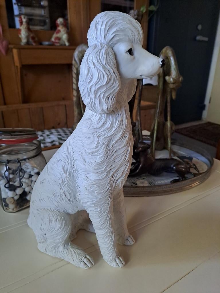 Poedel, Ophalen of Verzenden, Zo goed als nieuw, Dier