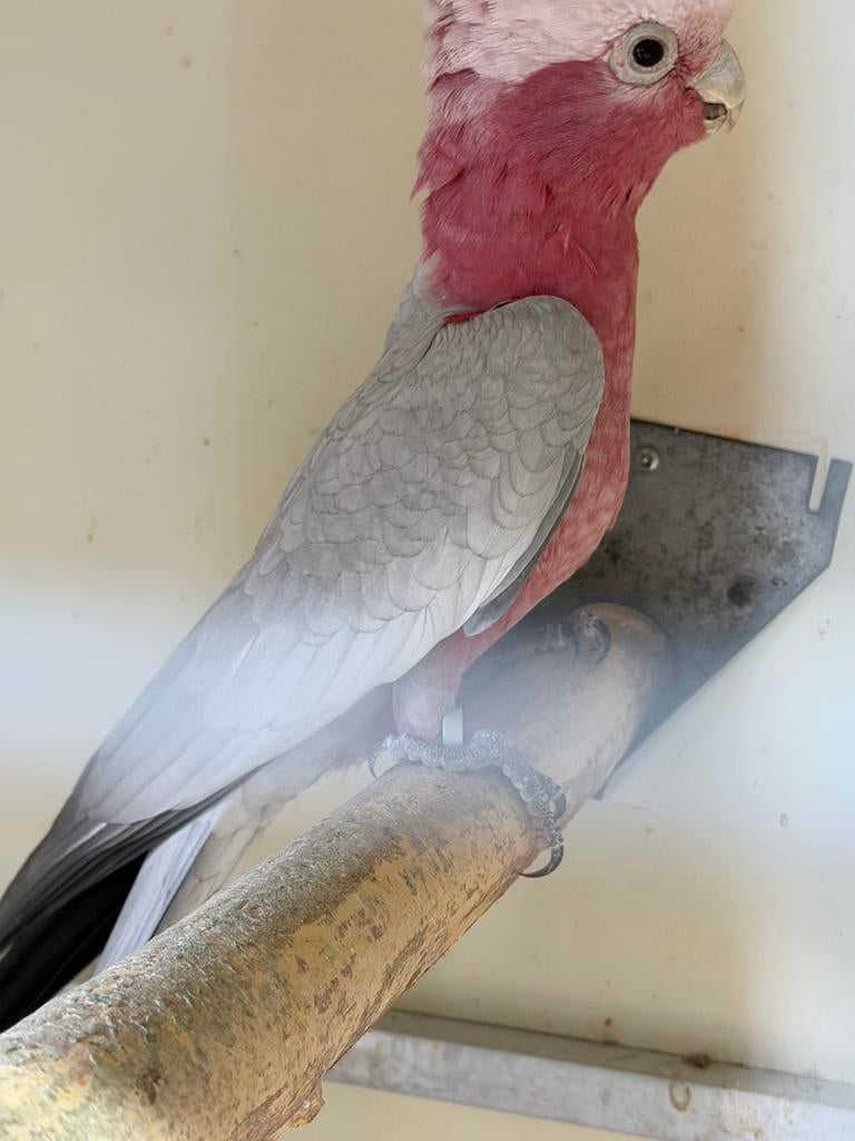 Kaketoe Rosé man, Meerdere dieren, Papegaai, Geringd