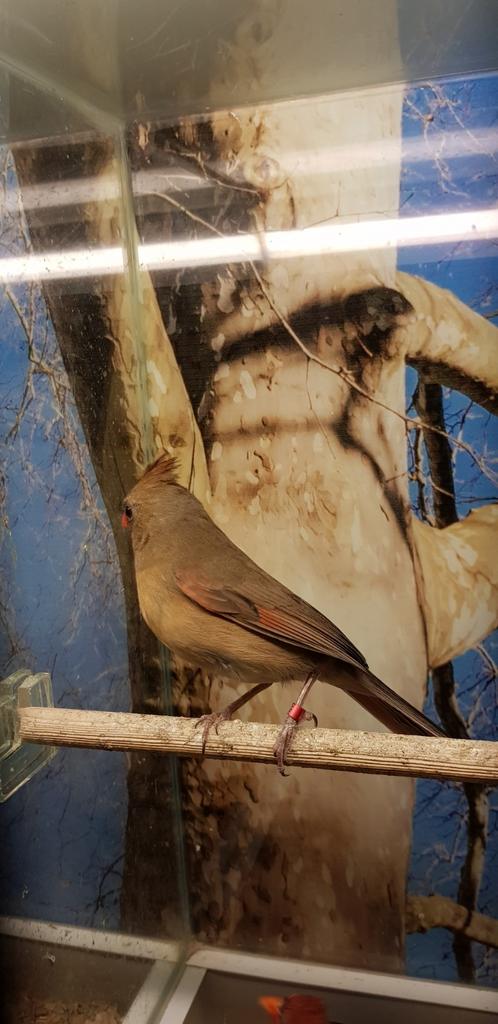 Mooi koppel kardinalen, Meerdere dieren