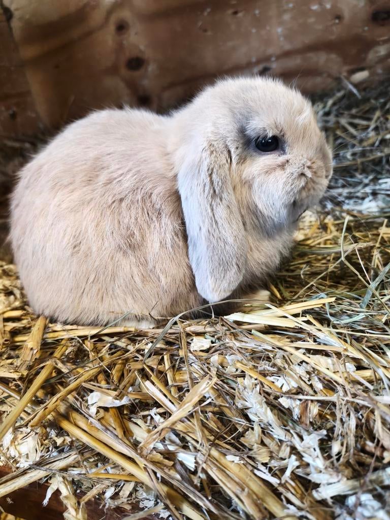Minilop , Isabella rammetje., Dieren en Toebehoren, Konijnen, Mannelijk, Dwerg
