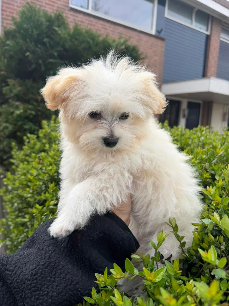 Prachtige Maltipoo pup (teefje)️, Dieren en Toebehoren, Parvo, Particulier, Overige rassen, 8 tot 15 weken