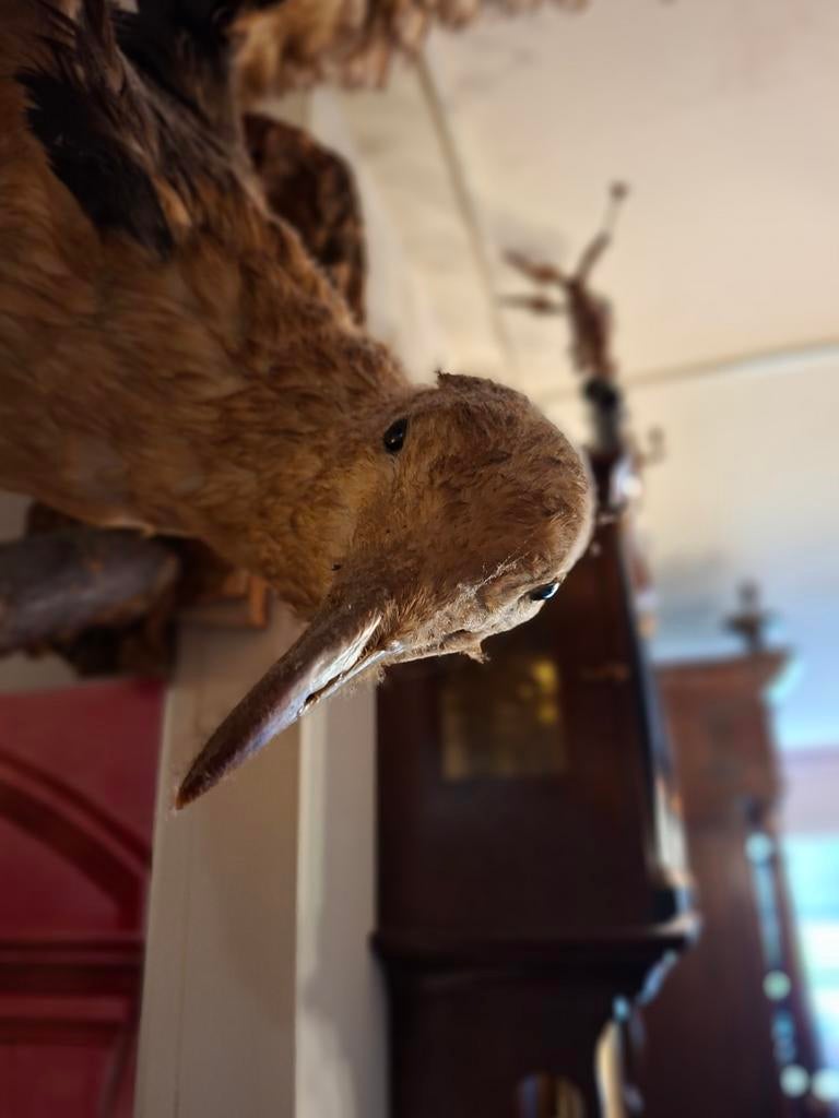 Opgezette Zeemeeuw - Uniek Decoratiestuk, Ophalen, Gebruikt, Vogel, Opgezet dier