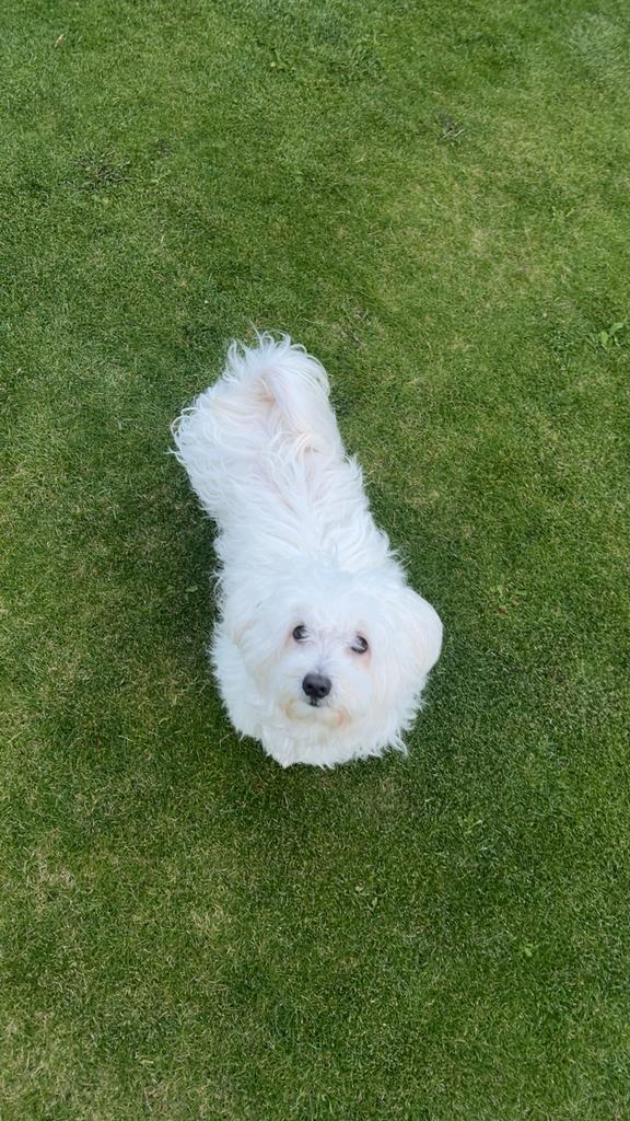 Maltezer pups, Dieren en Toebehoren, Honden | Chihuahua's en Gezelschapshonden, Maltezer, 8 tot 15 weken, Meerdere, Meerdere dieren