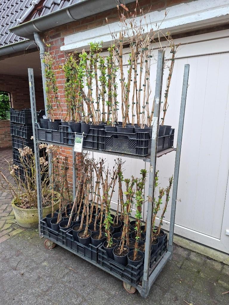Diverse soorten Lonicera (Kamperfoelie) klimplant in pot!, Ophalen, Vaste plant, Klimplanten, Volle zon