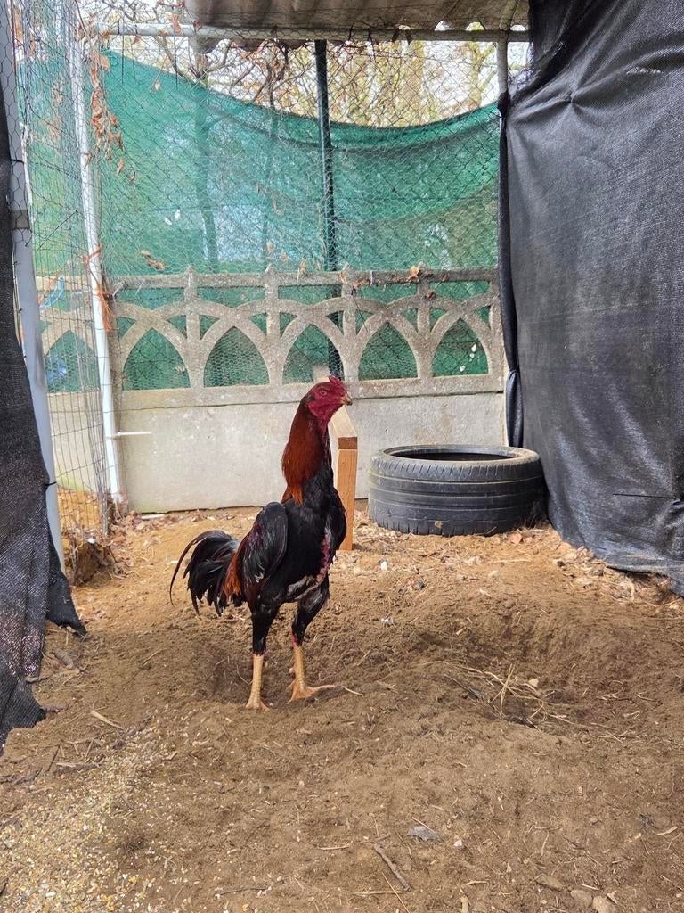 O shamo, Dieren en Toebehoren, Mannelijk, Kip