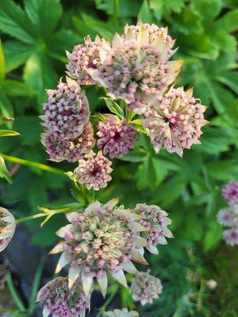 Zaden Astrantia roze (Zeeuw knoopje), Verzenden, Volle zon