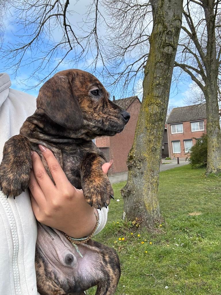 Hele mooie en lieve puppy, Parvo, 8 tot 15 weken, Meerdere, Meerdere dieren