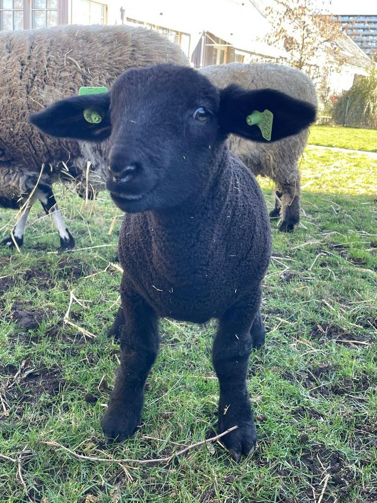 Lieve en vriendelijke kruising hampshire ram zwoegervrij, Dieren en Toebehoren, Mannelijk, Schaap, 0 tot 2 jaar