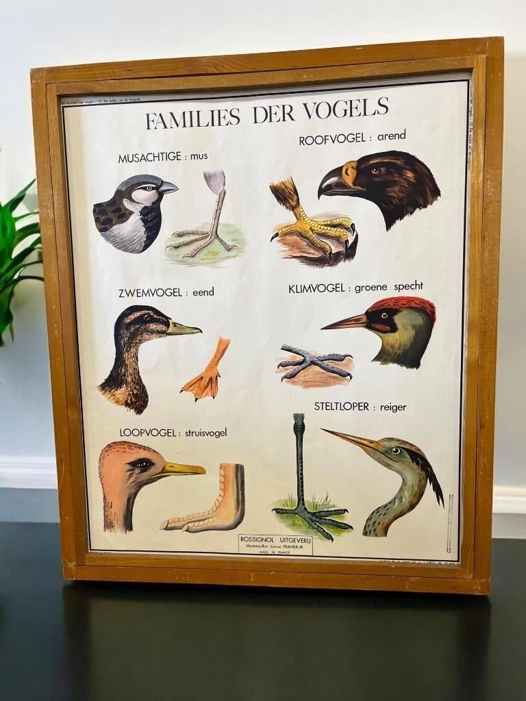 Vintage houten kader met 9 prenten recto-verso biologie, Ophalen, Voor 1940, Gebruikt, Overige onderwerpen