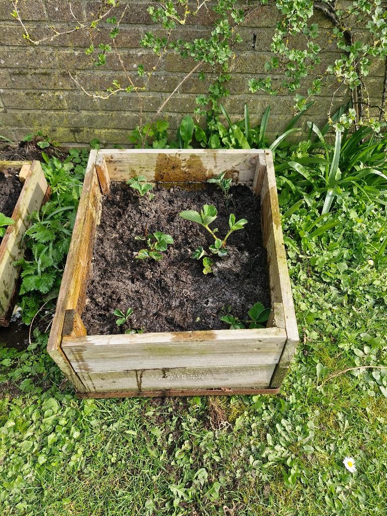 Diverse planten, Tuin en Terras, Planten | Tuinplanten, Ophalen, Vaste plant, Overige soorten, Volle zon